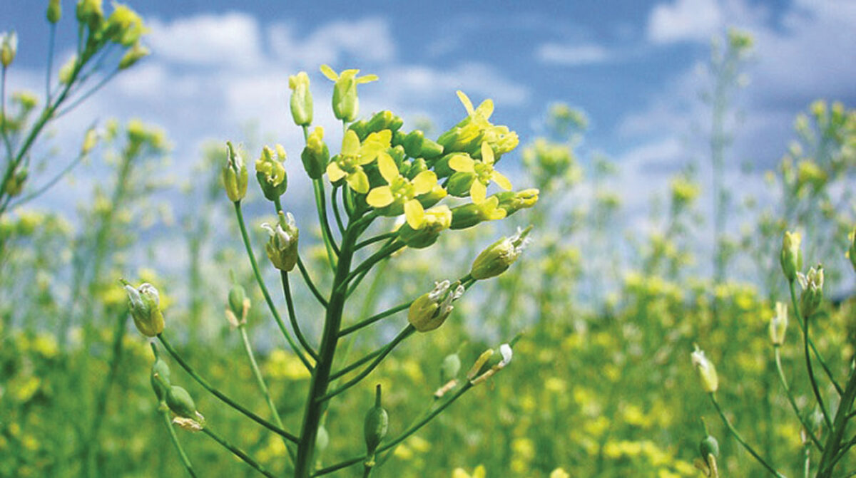 Harina de Camelina: nuevo concentrado proteico para recría y engorde a corral