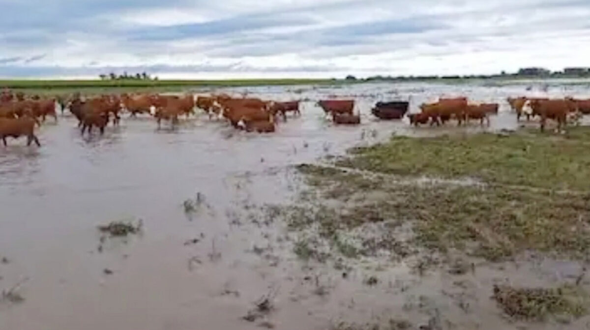 Brindan recomendaciones de manejo para los principales sistemas productivos del país ante instalación de El Niño