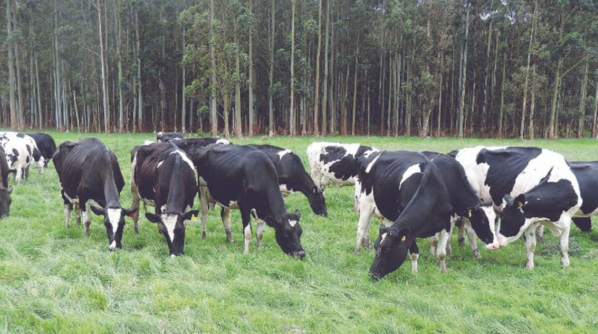 Jornada de campo de primavera de Conaprole será en Paysandú