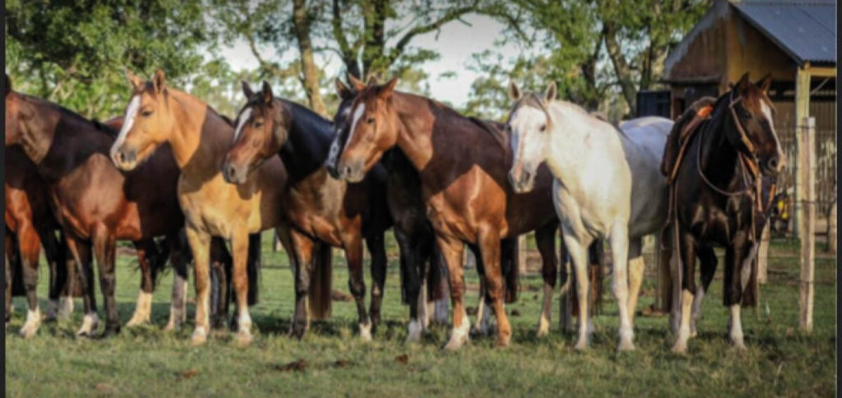 Denuncian “omisión grave”del MGAP al no realizar trámite para mercado de equinos