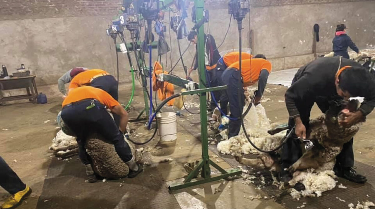 Escasa operativa en mercado interno de lanas