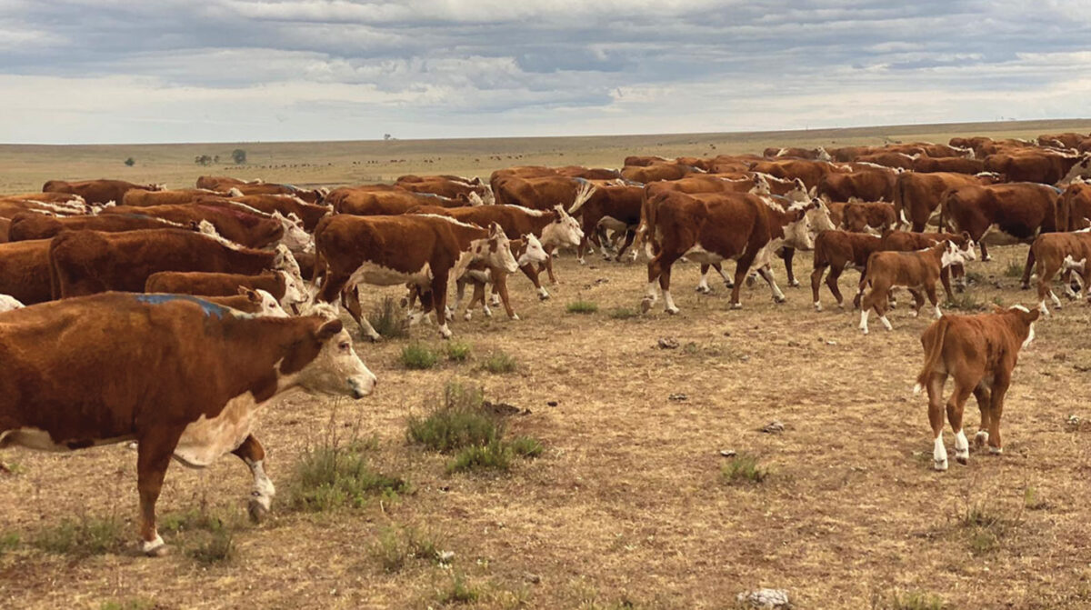 Estado general del rodeo de cría sigue siendo bueno en el invierno