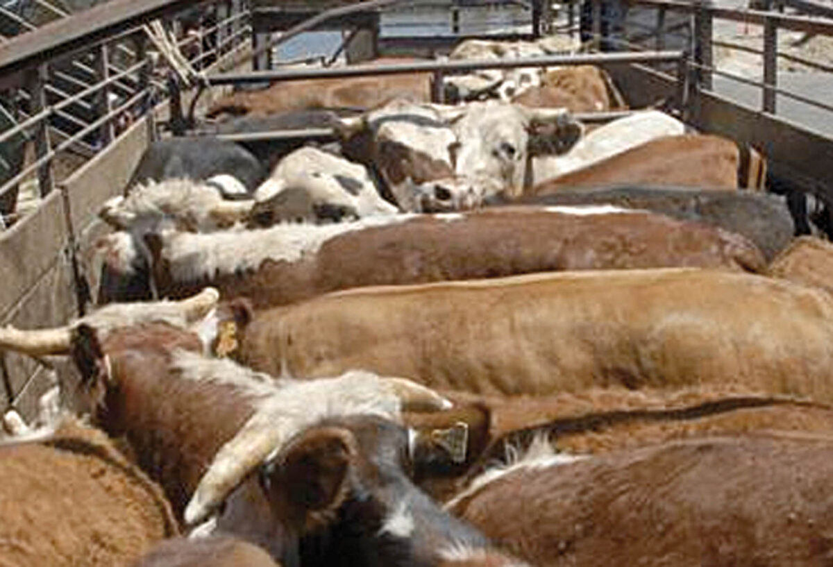 Continúa la firmeza en mercado de haciendas
