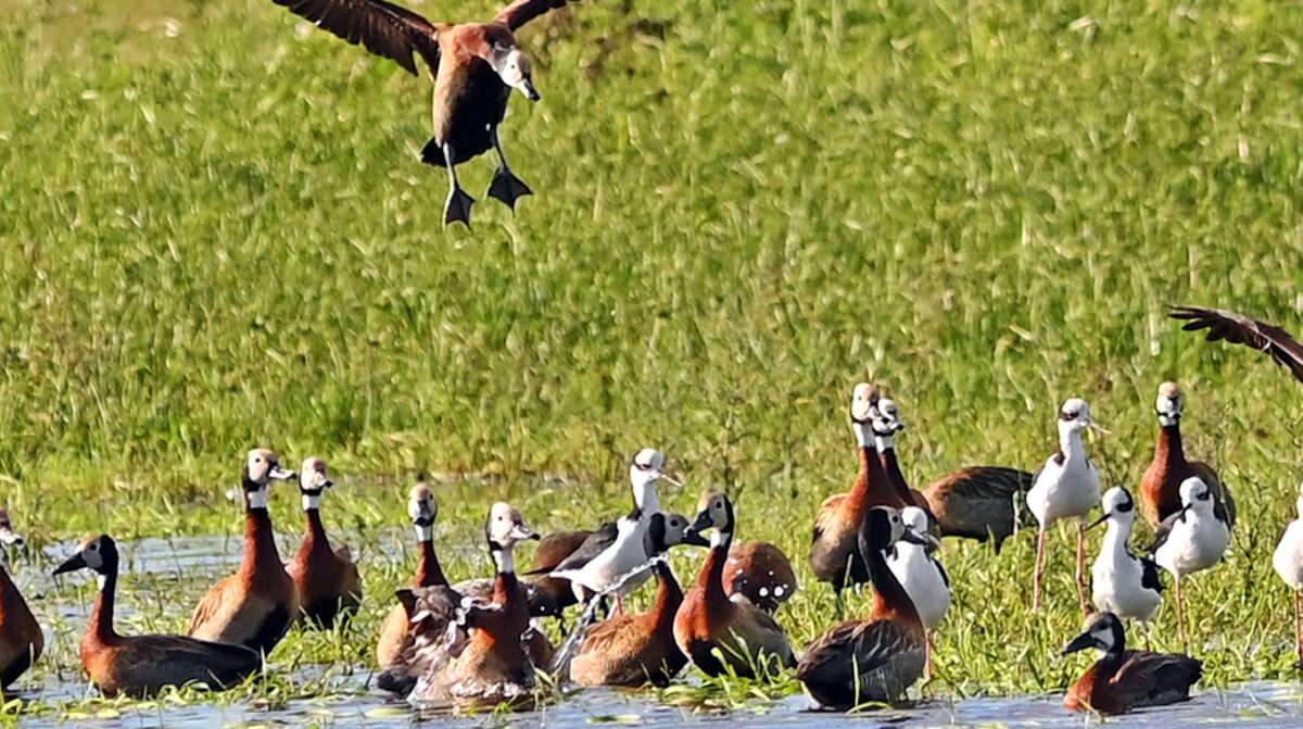 Suspenden la caza de patos en el país