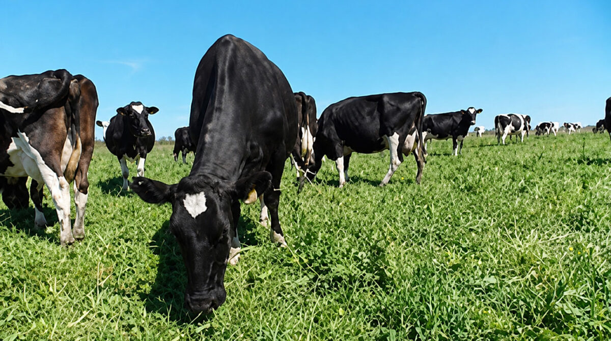 Las vacas pueden perder hasta 5 litros de leche por día por el barro