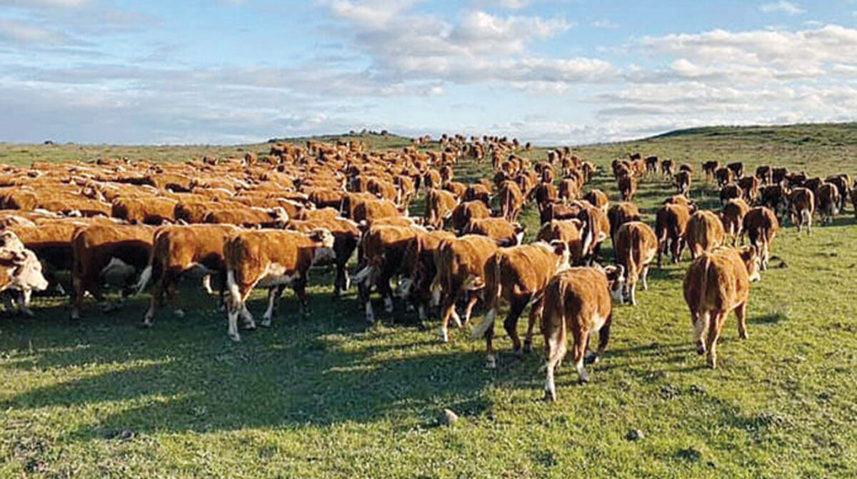 Venta del 99,55% en Pantalla Uruguay
