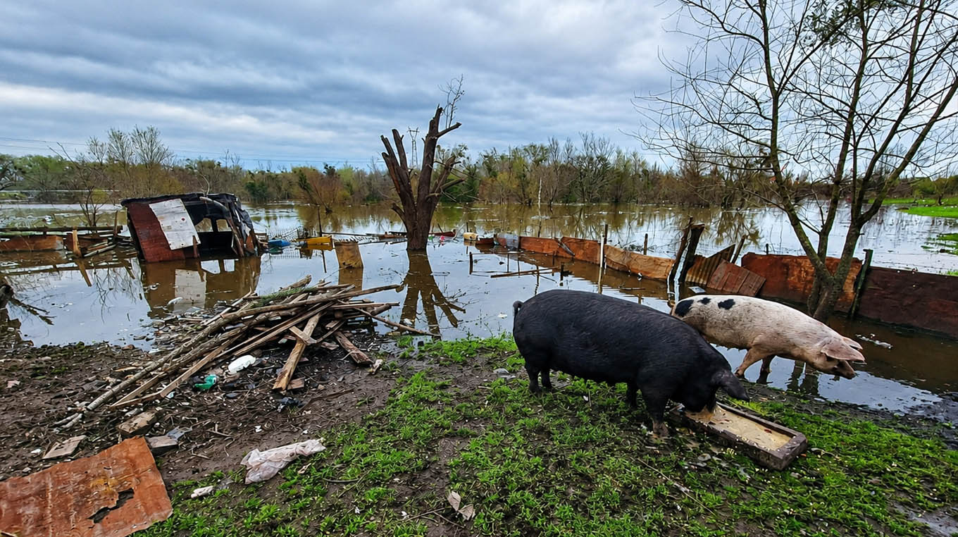 Río Uruguay llegó a 6,05 metros y habilitan refugios