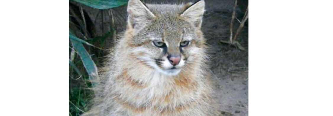 Vieron un gato de pajonal en Paysandú, especie en peligro crítico de extinción
