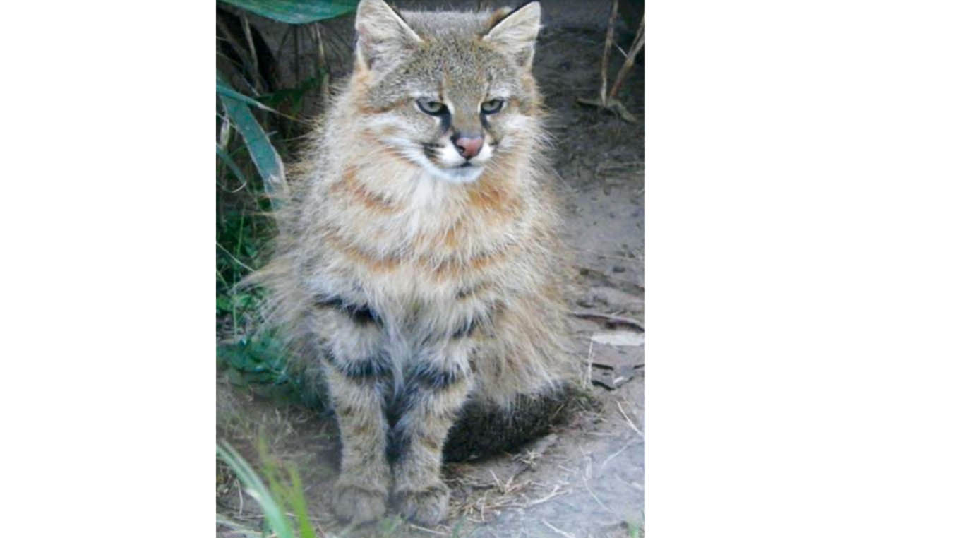 Vieron un gato de pajonal en Paysandú, especie en peligro crítico de extinción