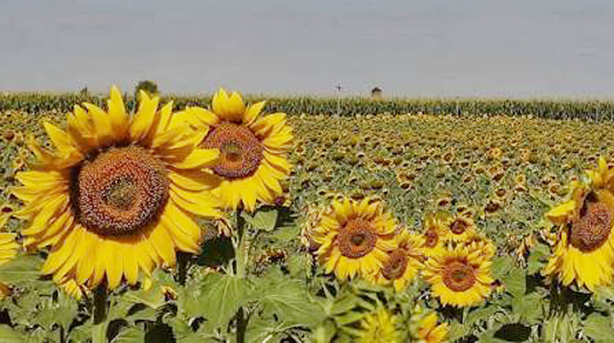 Primera edición en Uruguay del simposio “Puro Girasol” será el jueves en Paysandú