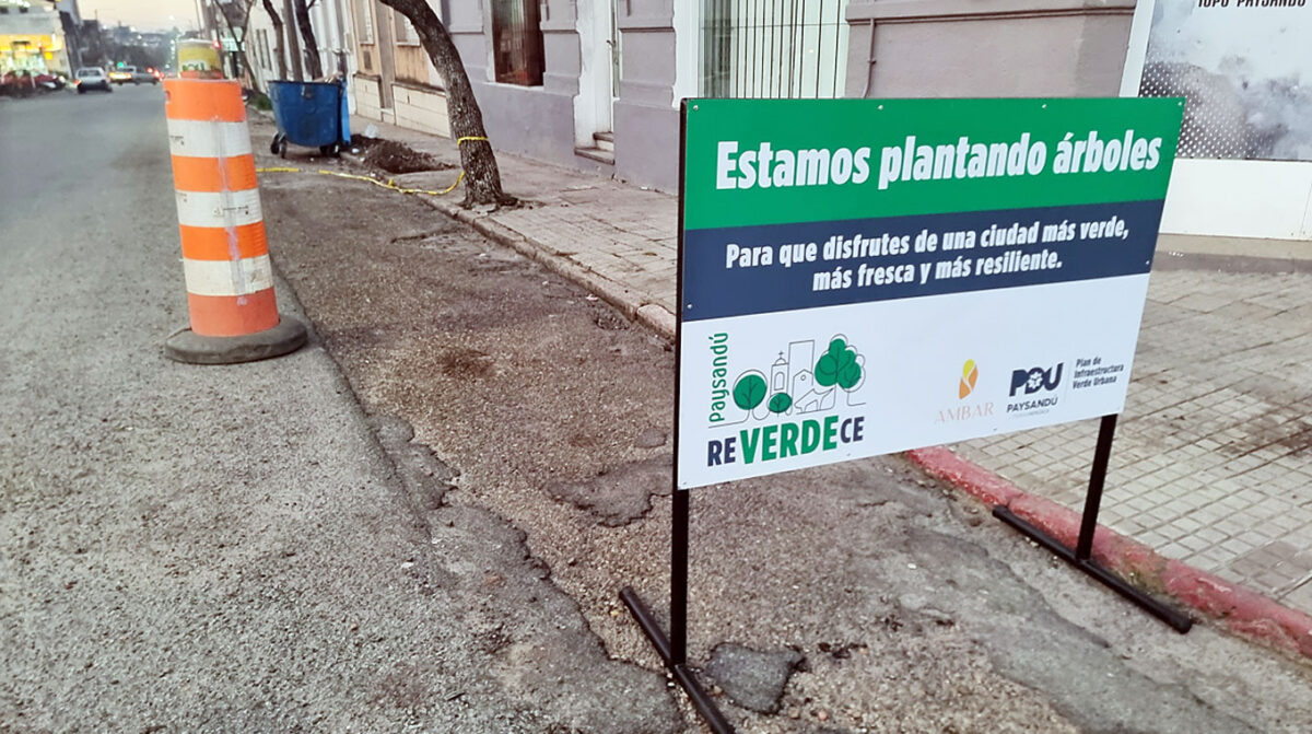 Paysandú Reverdece ya planta árboles en el centro de la ciudad
