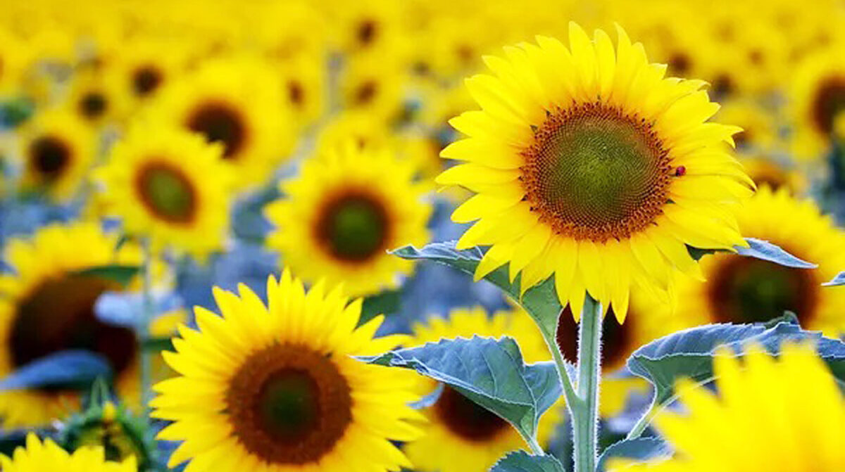 Invierten U$S 400: para construir la planta de molienda de girasol más grande del mundo
