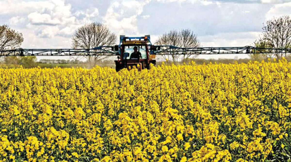 Una de las mayores siembras de invierno con destino a grano seco