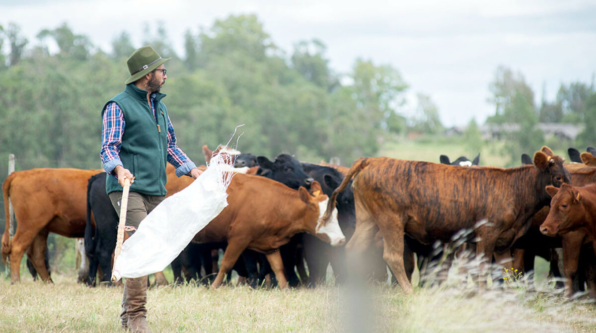 Paysandú reúne a entidades y productores para avanzar en el control de la garrapata