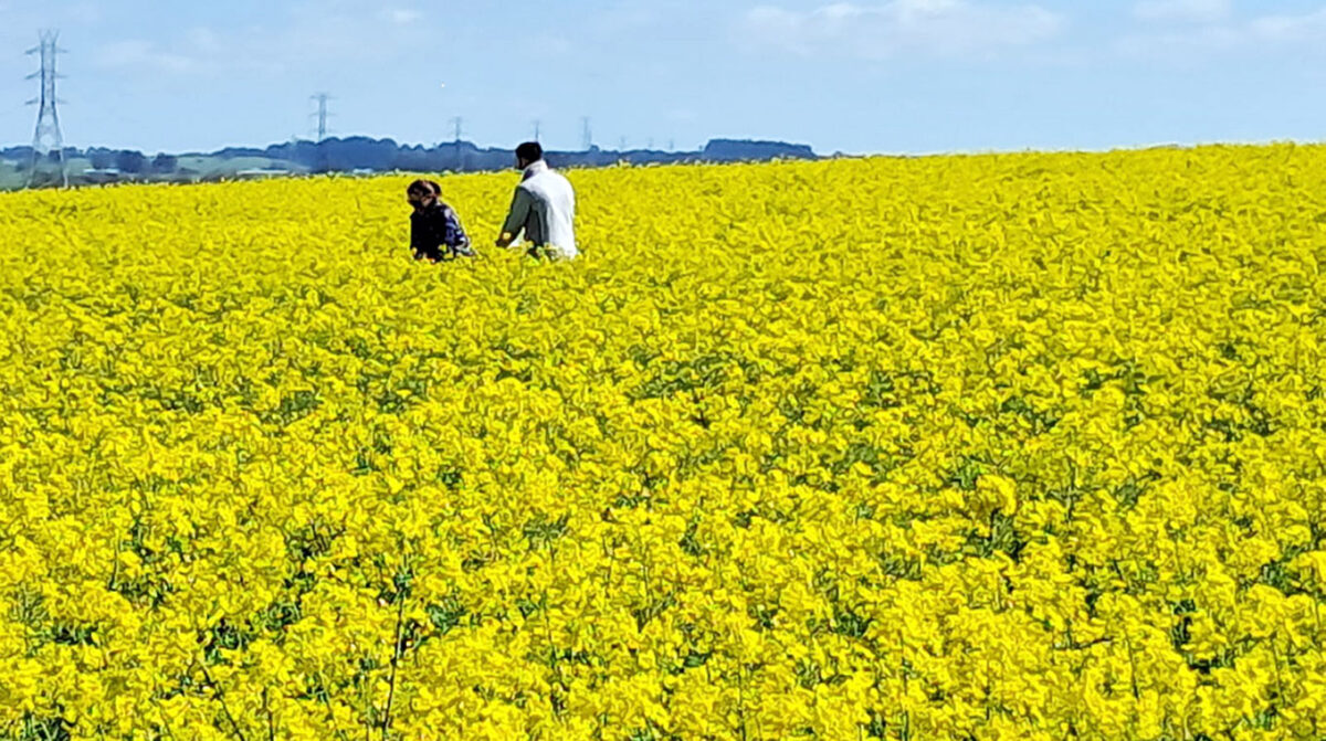 Monitorean chacras con cultivos de colza/canola, carinata y camelina