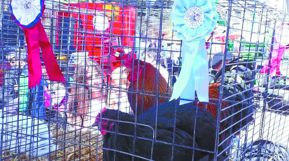Restringen movimiento de aves en todo el país ante nueva emergencia sanitaria