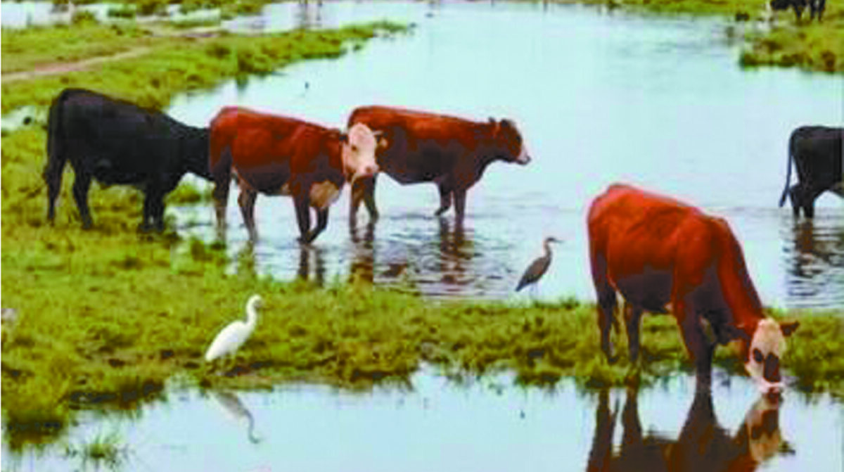 Inumet establece departamentos a los que podría faltarles lluvia en primavera