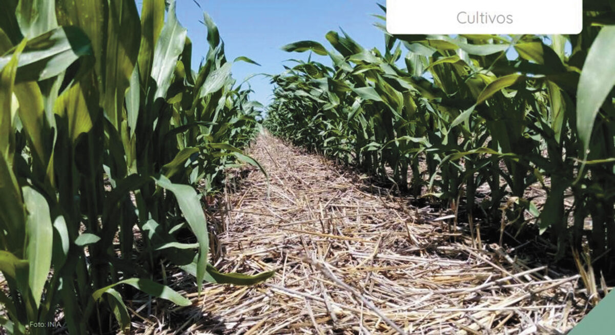 Camino a una siembra histórica de maíz: INIA presenta Optifert-N para ajustar el nitrógeno durante el cultivo
