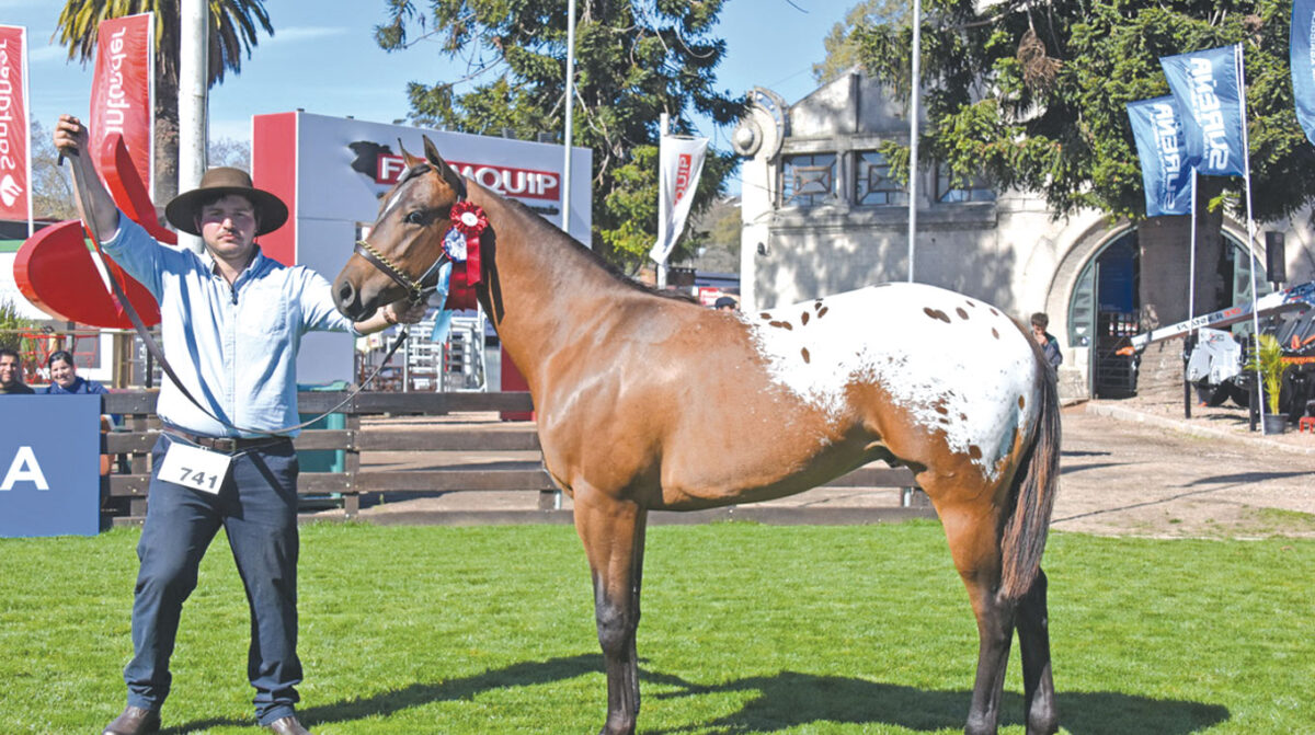 Appaloosa mostró ejemplares destacados y Paint Horse celebró 25 años en el país