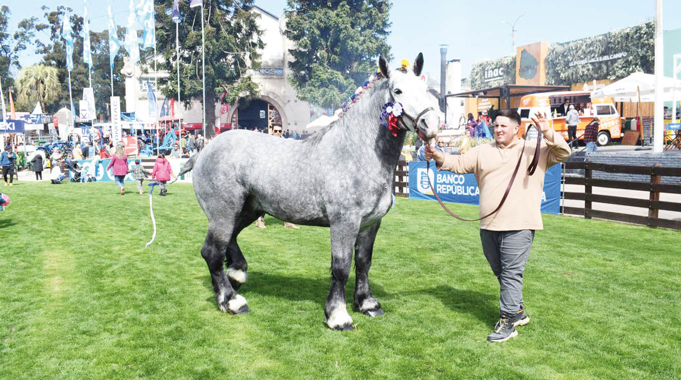 En Árabes ganó Doña Cecilia; la raza percherón se lució en la pista