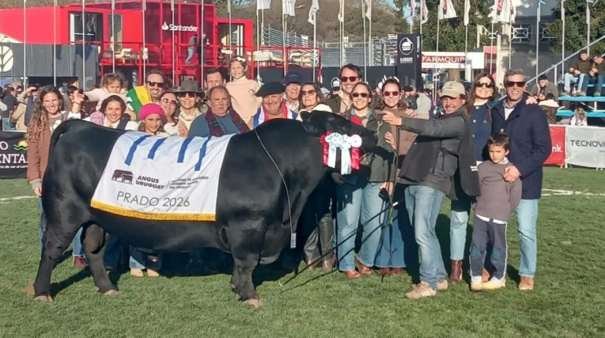 Angus: destaque a El Puesto y San Gregorio Ganadera