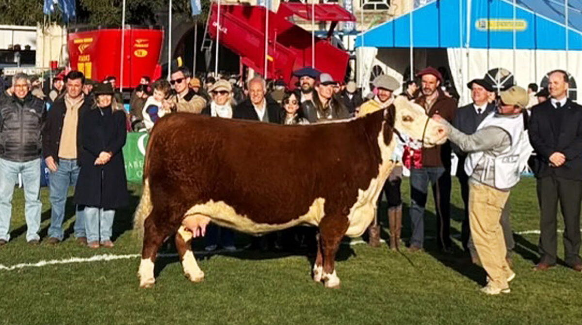 Mejor hembra Polled Hereford fue de “San Gregorio”; en astadas, “Las Anitas”