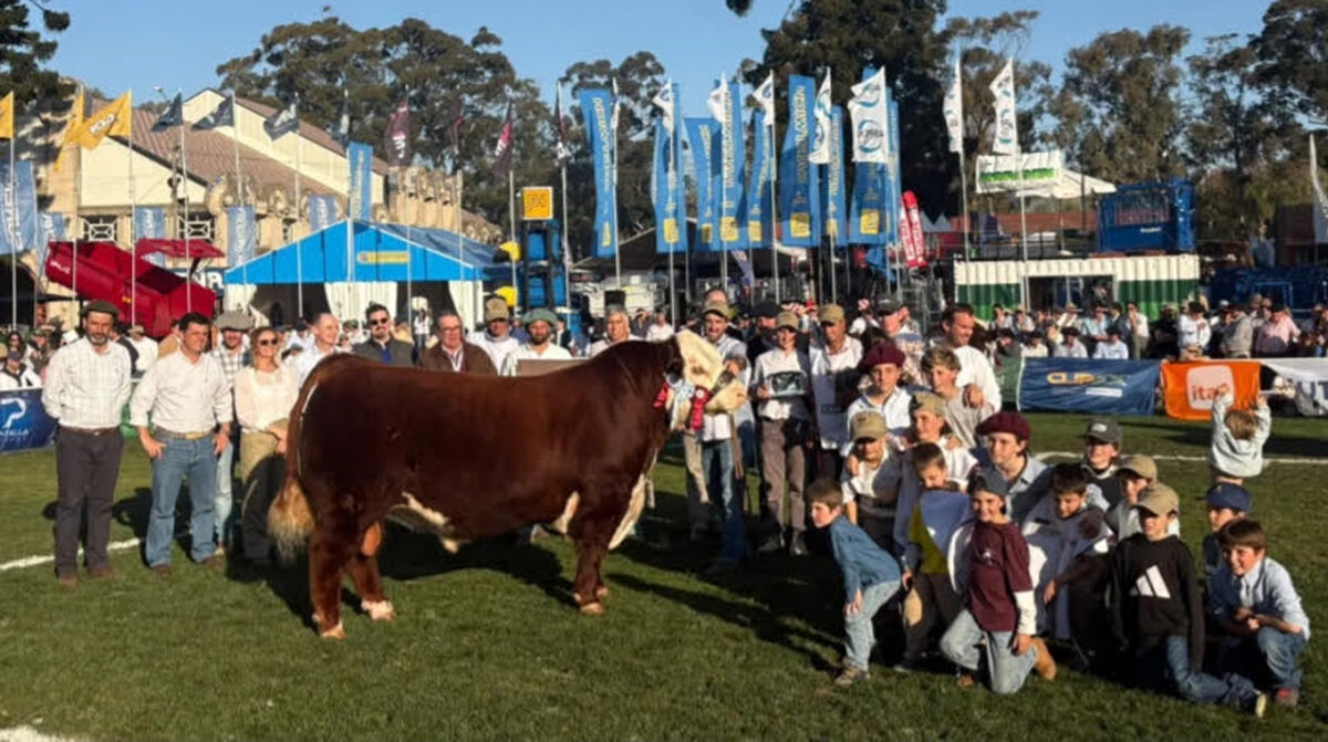 En machos Polled Hereford, Gran Campeónde El Paraíso; en astados, de cabaña La Elisa
