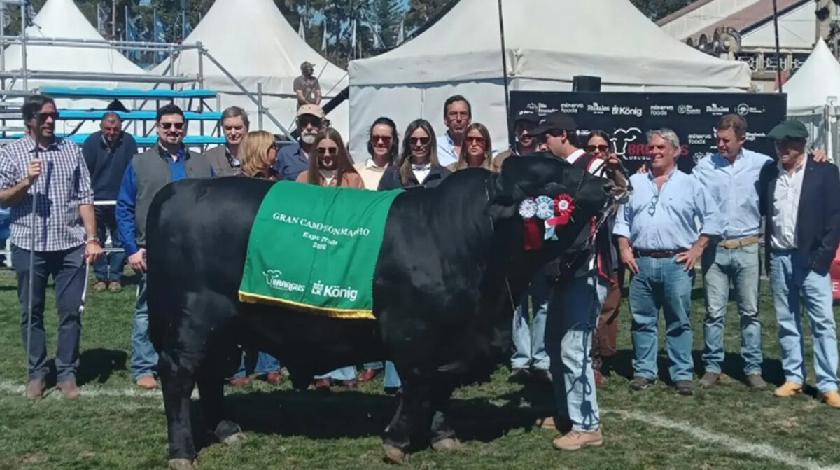 Ganaron Brangus de El Trafoguero y Jacarandá