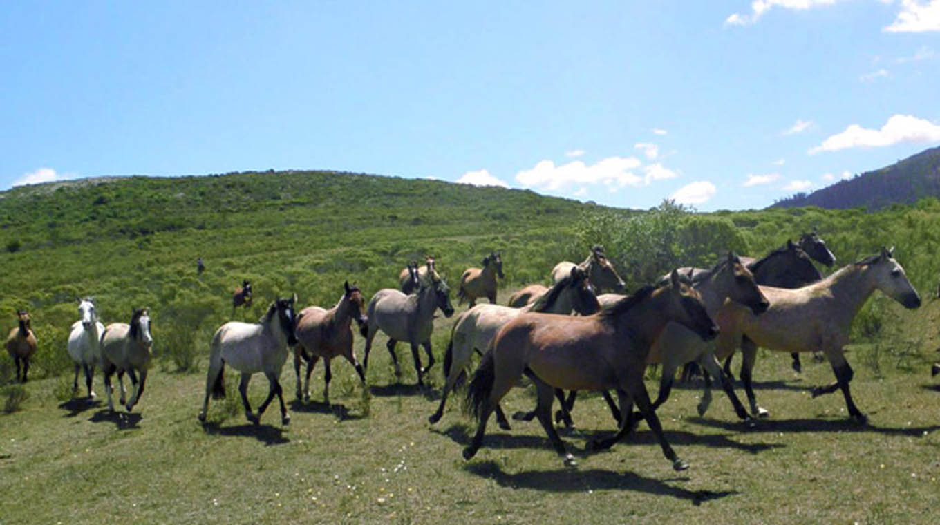 Refuerzan prevención en Argentina para reducir riesgos de encefalomielitis equina