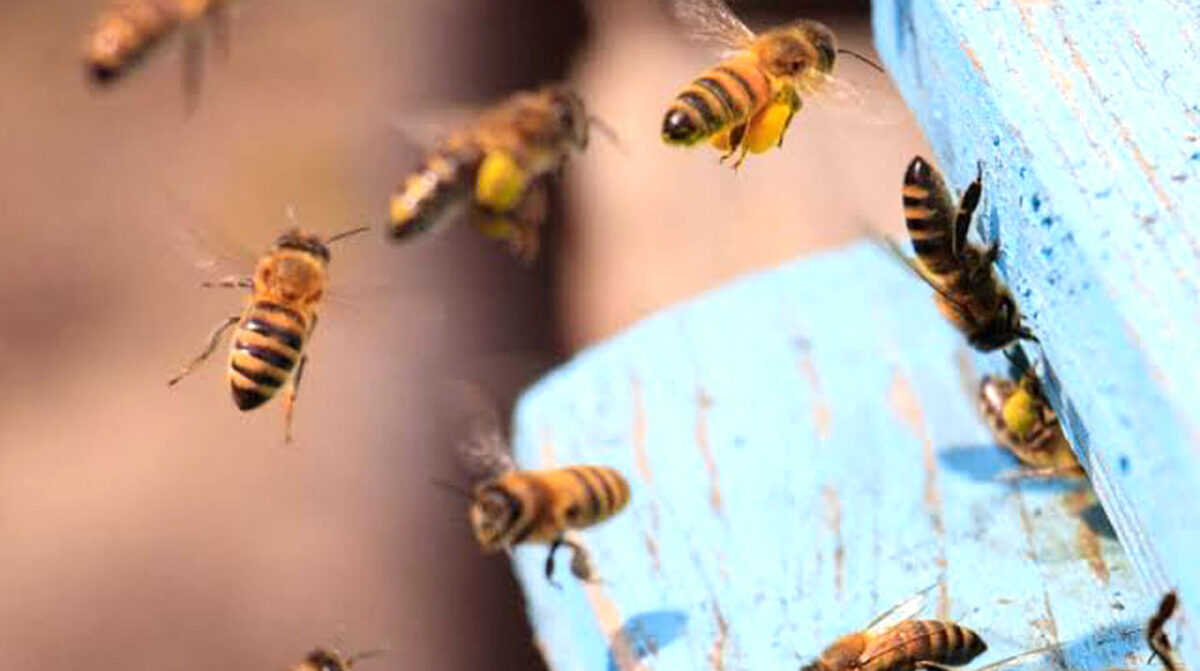 Hombre murió tras ser atacado por un enjambre de abejas en Soriano