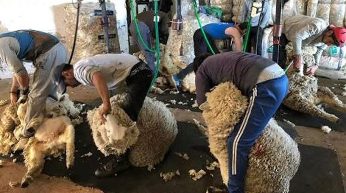 Mercado lanero con demanda más cautelosa