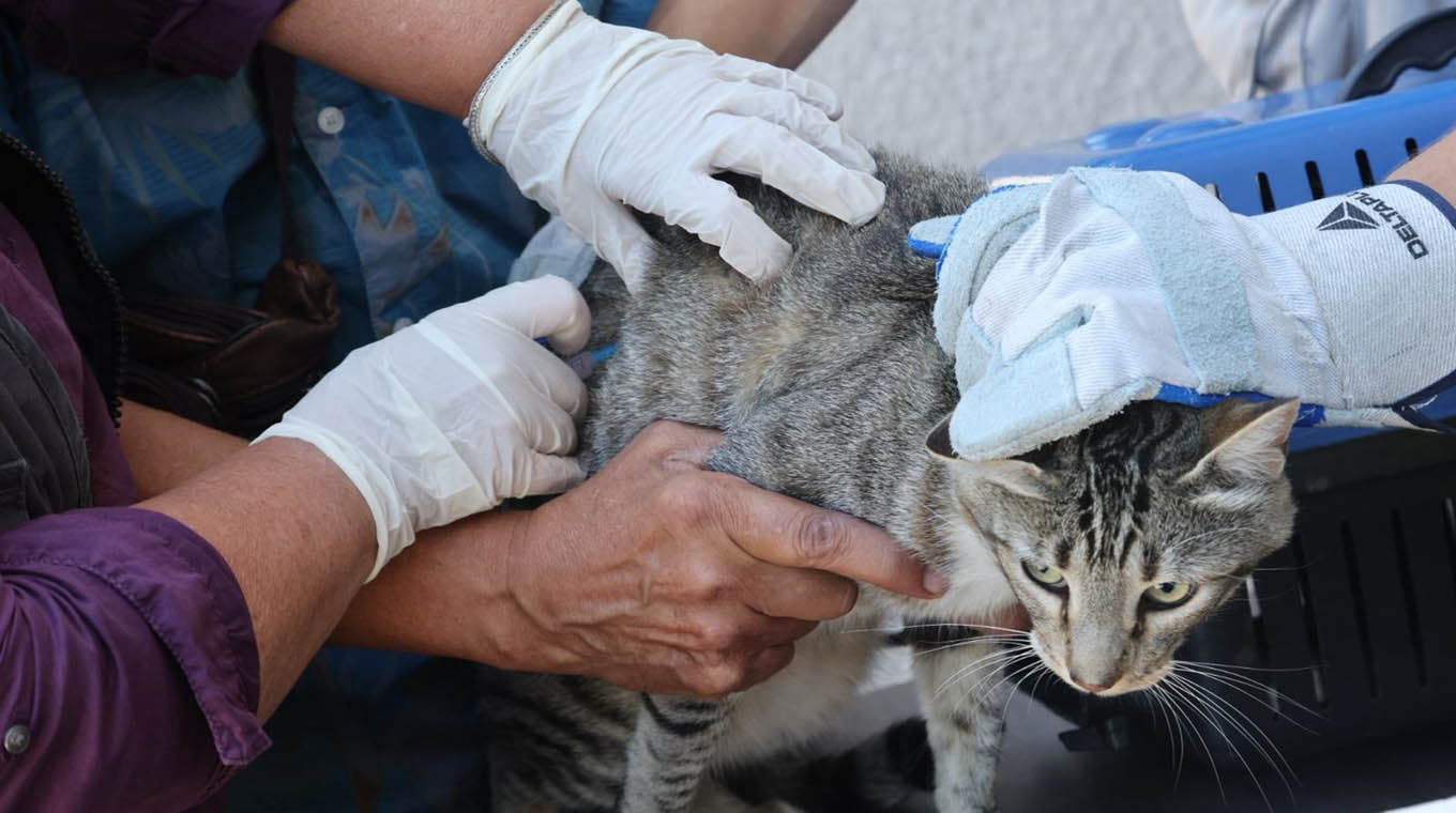 Jornada de vacunación gratuita contra la rabia a perros y gatos