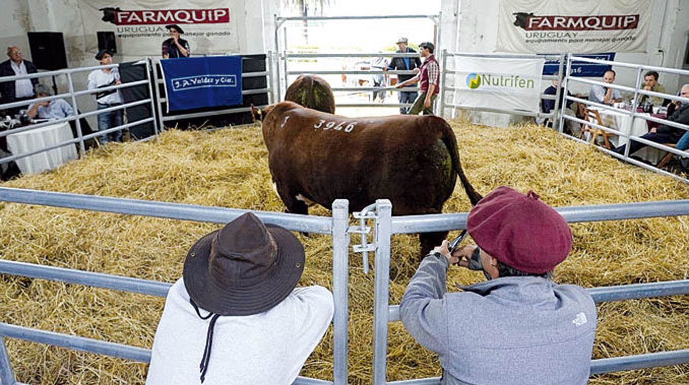 La Elisa vendió 60 toros Hereford a U$S 5.580