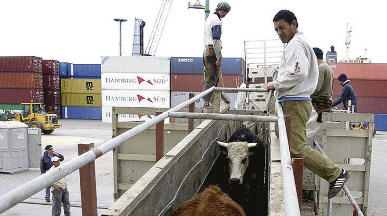 Cayó exportación de vacunos en pie