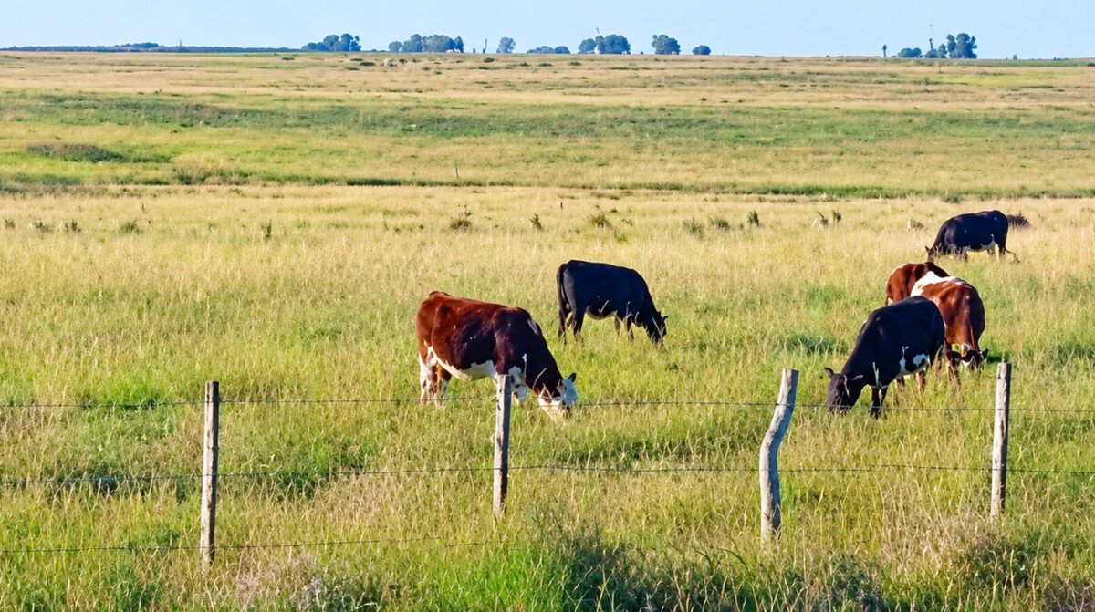 El informe ProcríaRING refleja una menor disponibilidad de pasturas