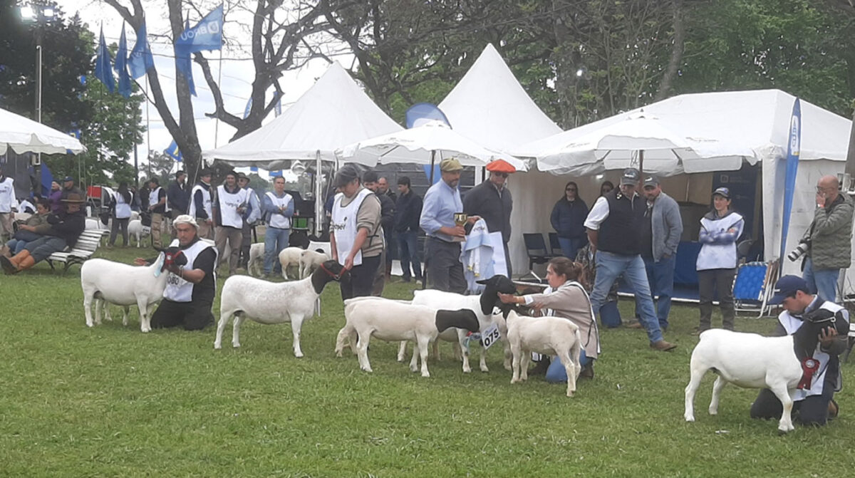 Cierre de Expo con desfile de grandes campeones, mascotas y espectáculos