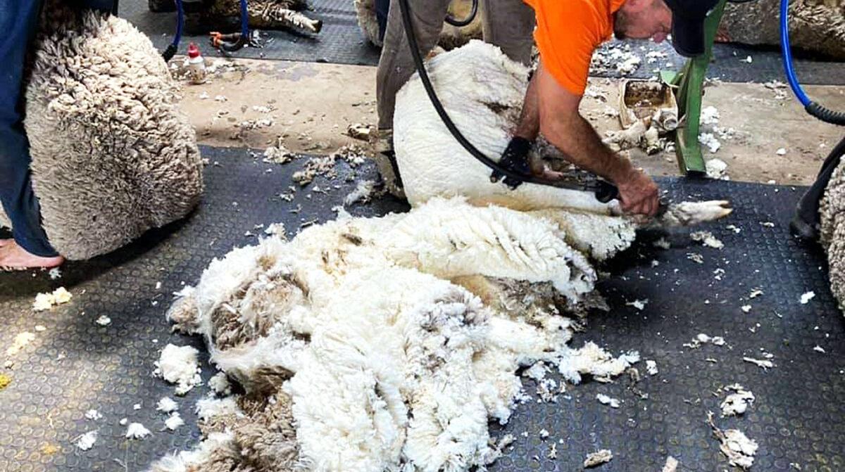 Baja en mercado de Australia enlentece las operativas de lana en nuestro país