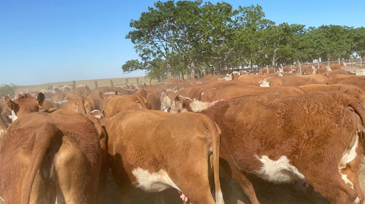 Aumenta la faena y el precio del ganado gordo