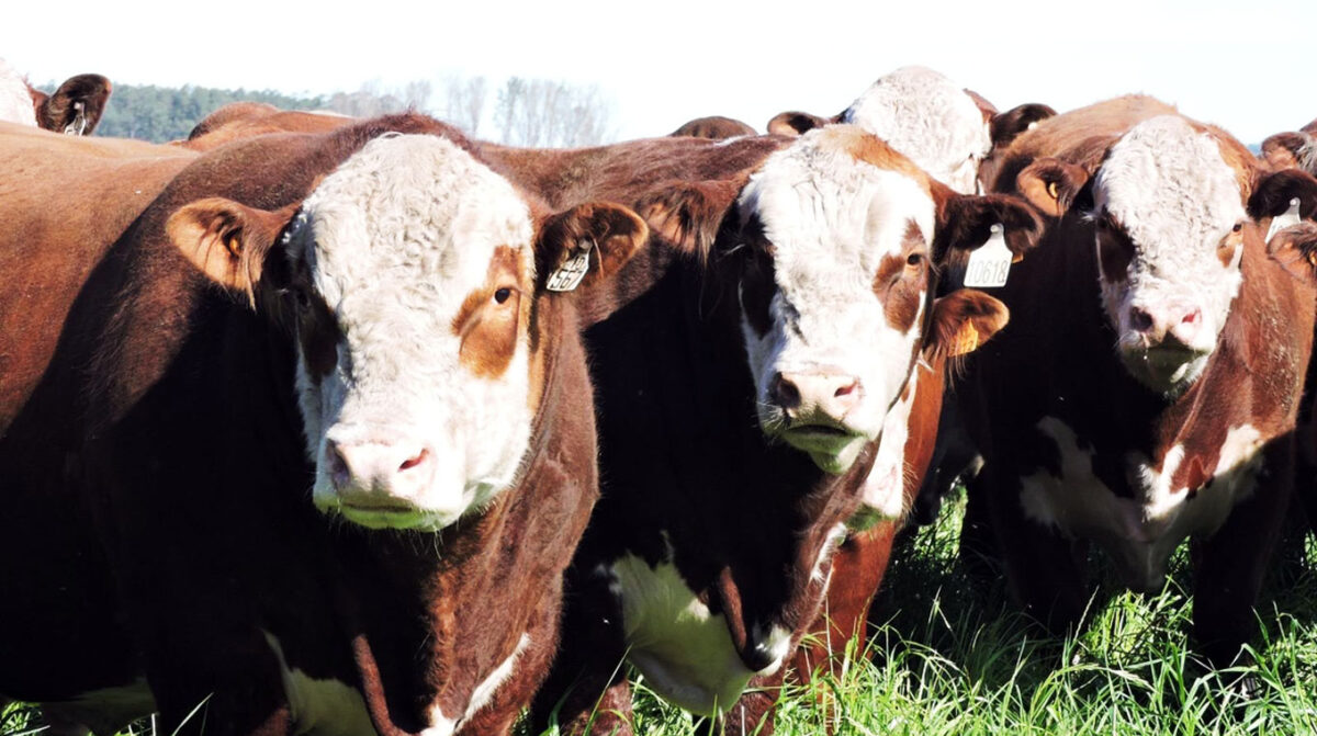 Mañana se vende Polled Hereford y Angus en el clásico “Tierra de Toros”
