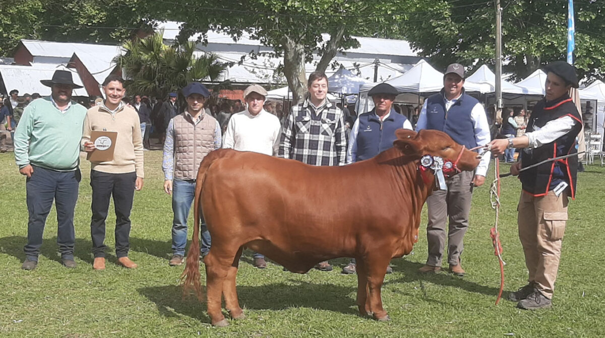Nacional Brangus exhibió avance genético de la raza