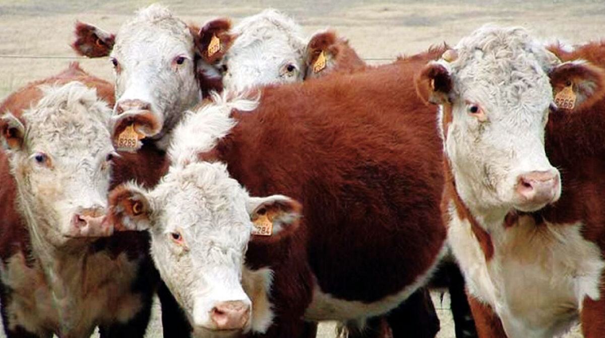 Victoria de Bolsonaro disparó el novillo Mercosur