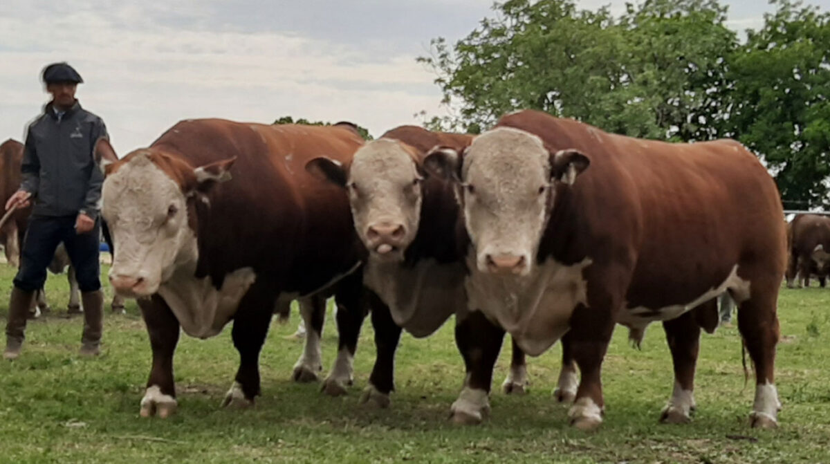 Mañana rematan destacado Polled Hereford en Ñu Porá