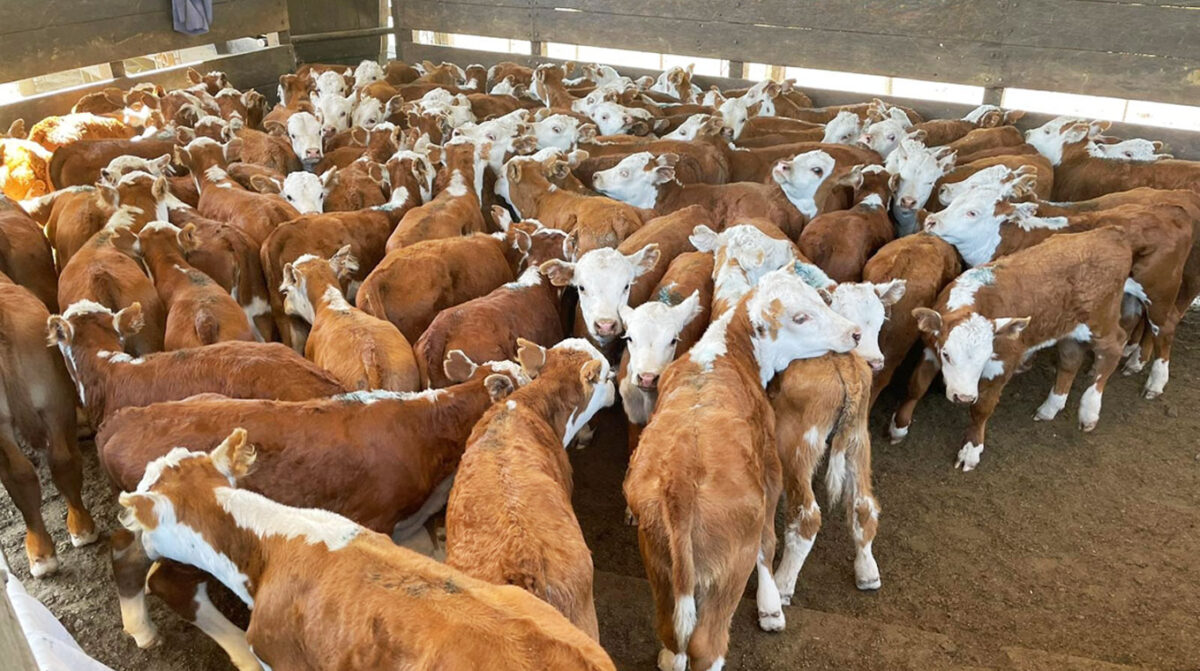 En la primera quincena de noviembre se debe vacunar todos los terneros contra fiebre aftosa