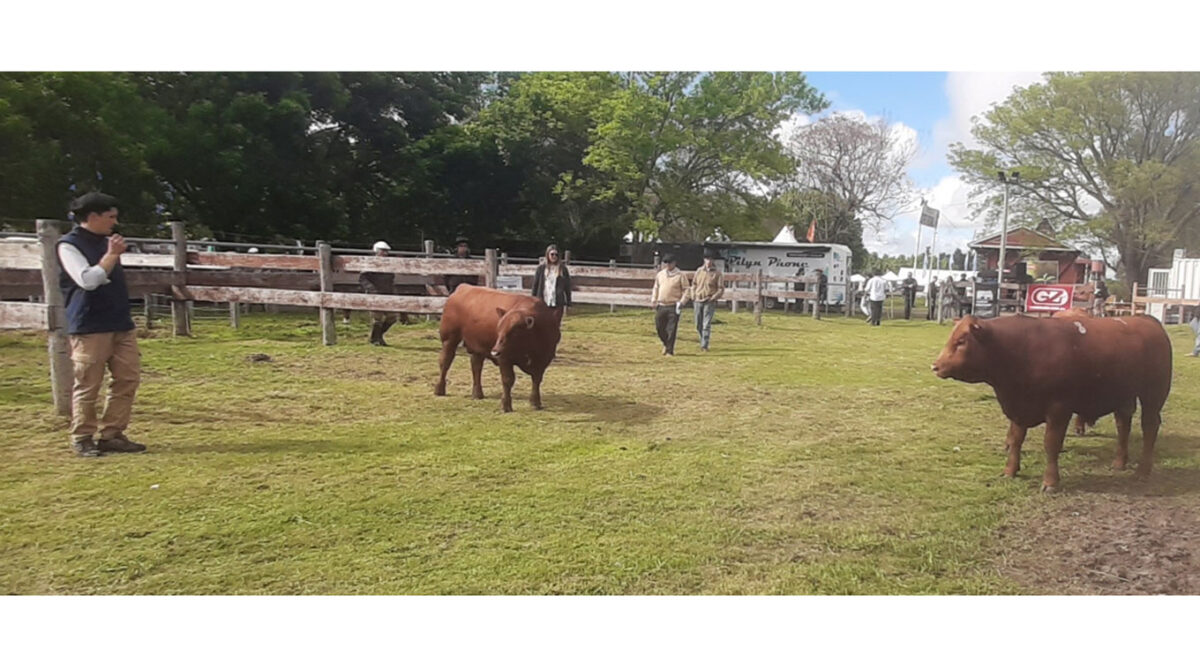 Buen desfile Angus de campo y bozal