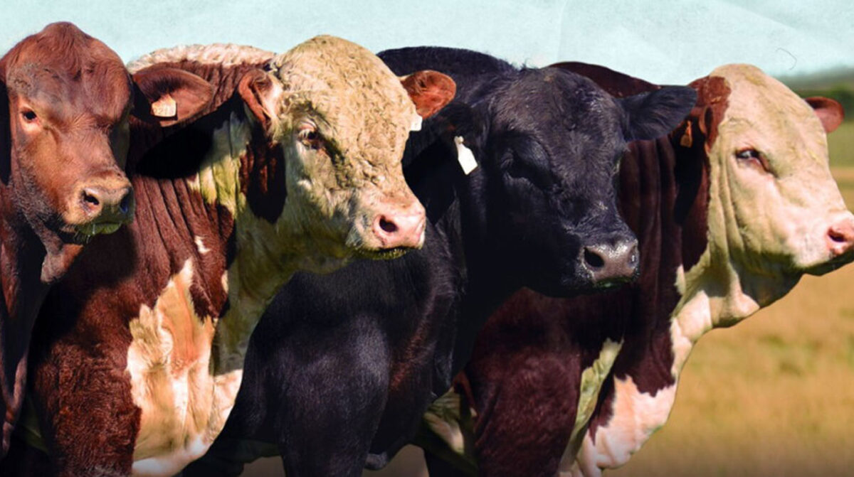 La Magdalena remata mañana en Valentín 160 toros y 170 vientres