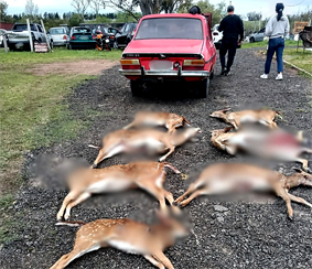 Detuvieron a dos hombres con ocho ciervos axis faenados en un área protegida de Río Negro