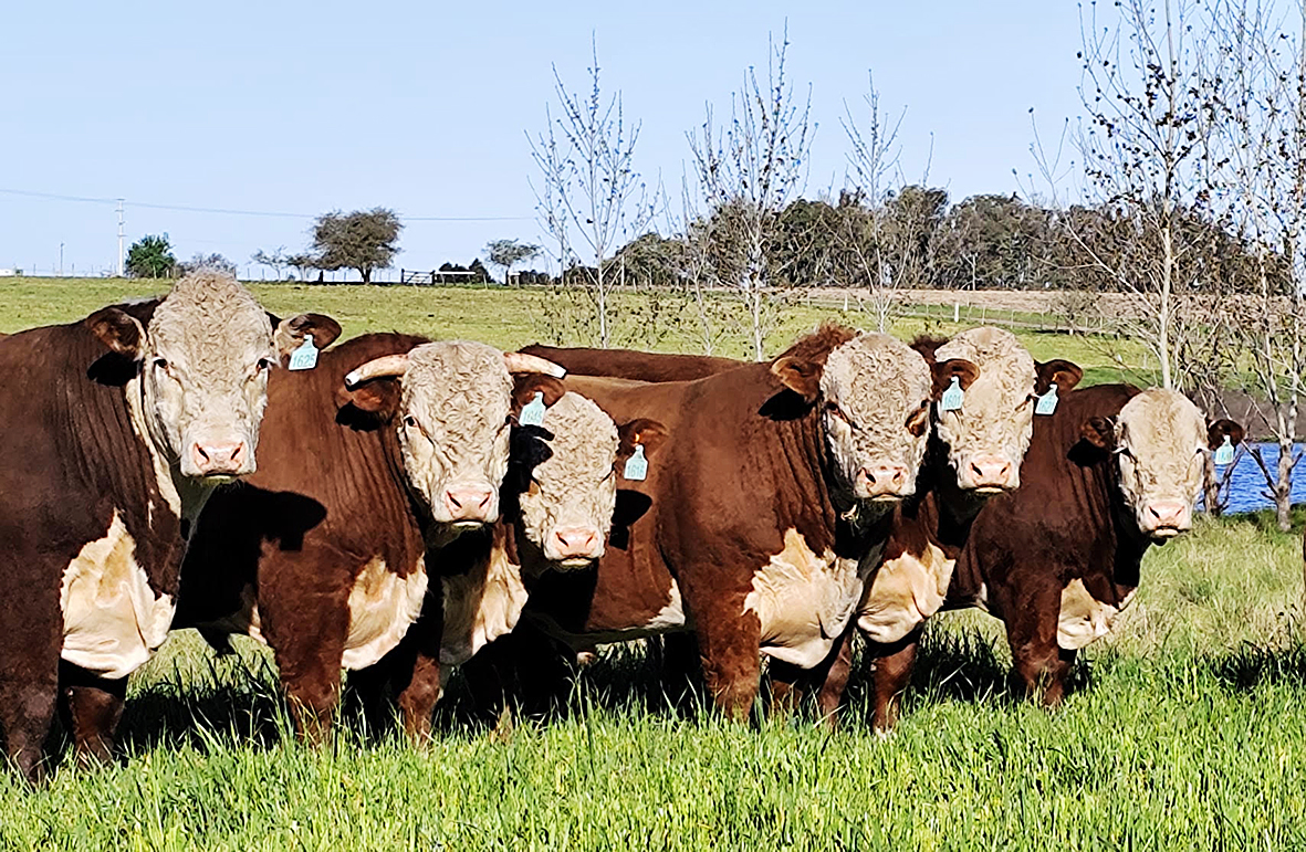 Mañana rematan el Hereford con Historia de cabañas Rincón de Francia y Manguera Azul