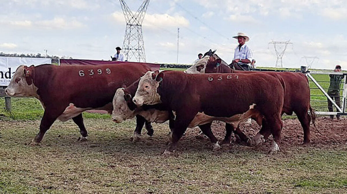 Toros elevan cotización respecto a 2025