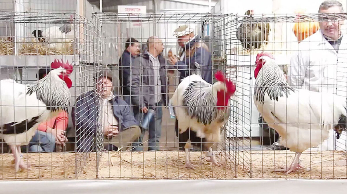 ACUP presente con aves en la Expo Paysandú