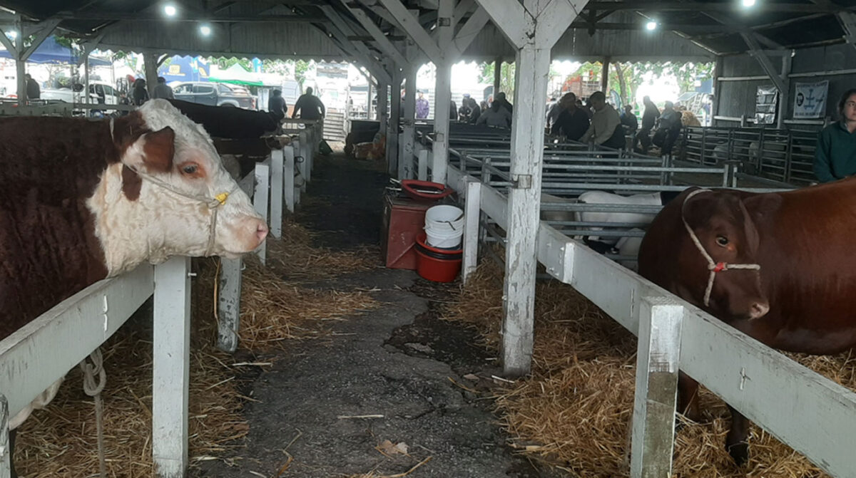Calificación de reproductores y nacionales Brangus y Dorper, los principales atractivos hoy en la Rural